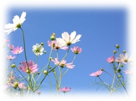 cosmos