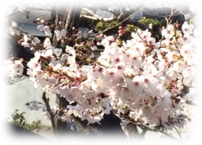 sakura